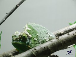 Tiergarten Schönbrunn am 24.02.2026